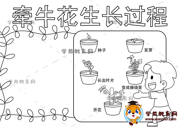 牵牛花生长过程手抄报