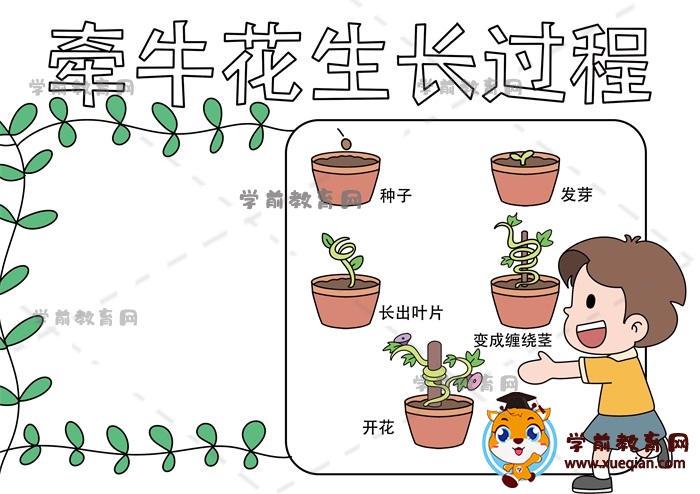 牵牛花生长过程手抄报