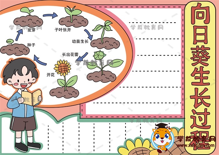 小学生向日葵生长过程手抄报简单，向日葵生长记录手抄报内容写什么