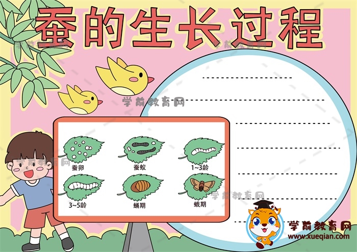 蚕的生长过程手抄报图片教程,蚕的生长过程手抄报模板教程