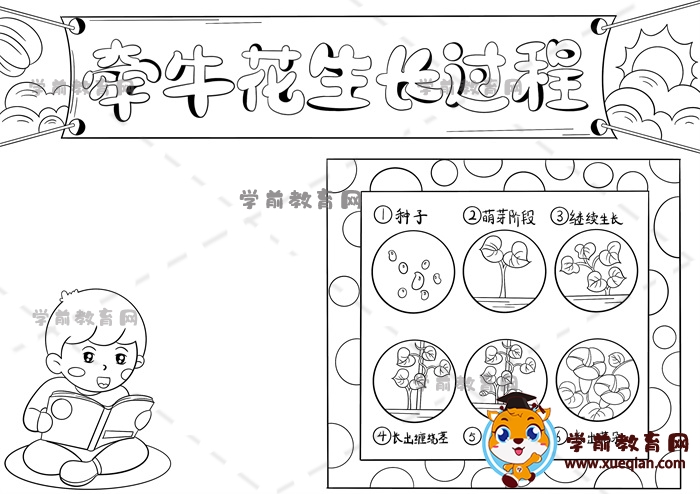 牵牛花生长过程手抄报