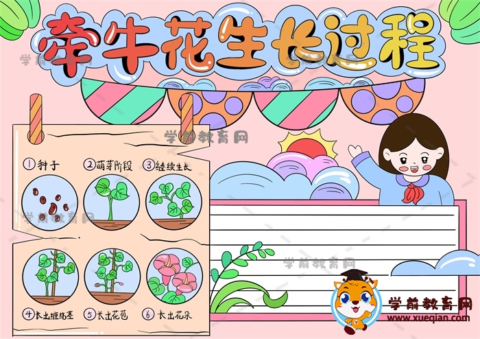 画一幅牵牛花生长过程手抄报，小学生怎么画牵牛花生长过程手抄报