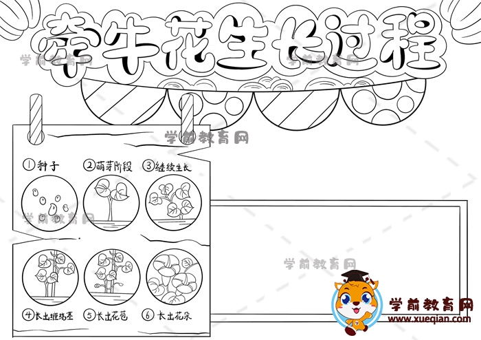 牵牛花生长过程手抄报